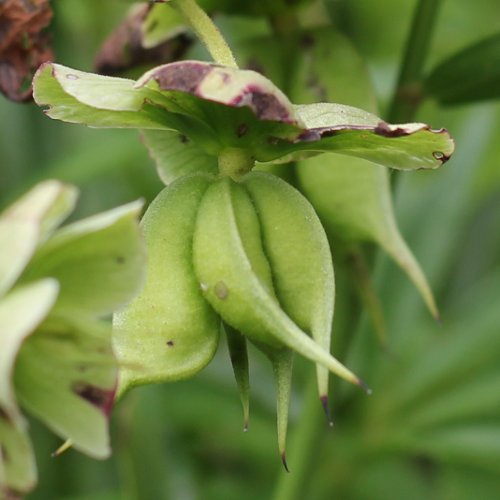 Stinkende Nieswurz / Helleborus foetidus