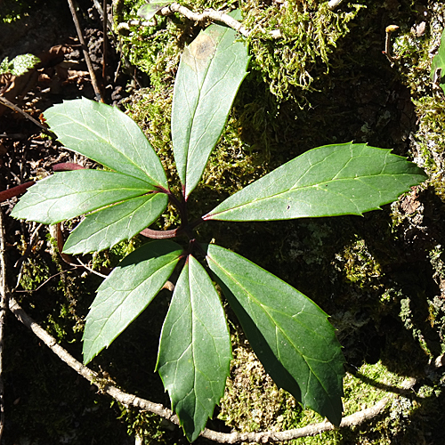 Christrose / Helleborus niger