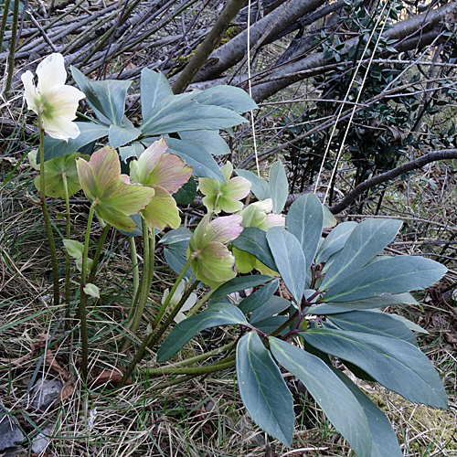 Christrose / Helleborus niger