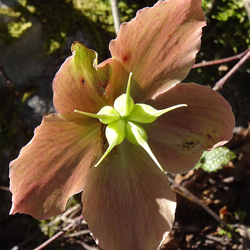 Christrose / Helleborus niger