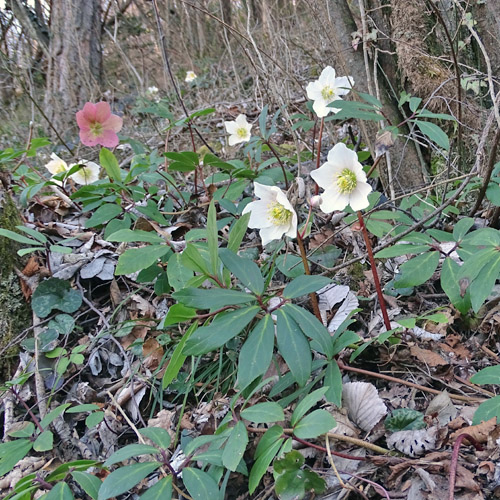 Christrose / Helleborus niger