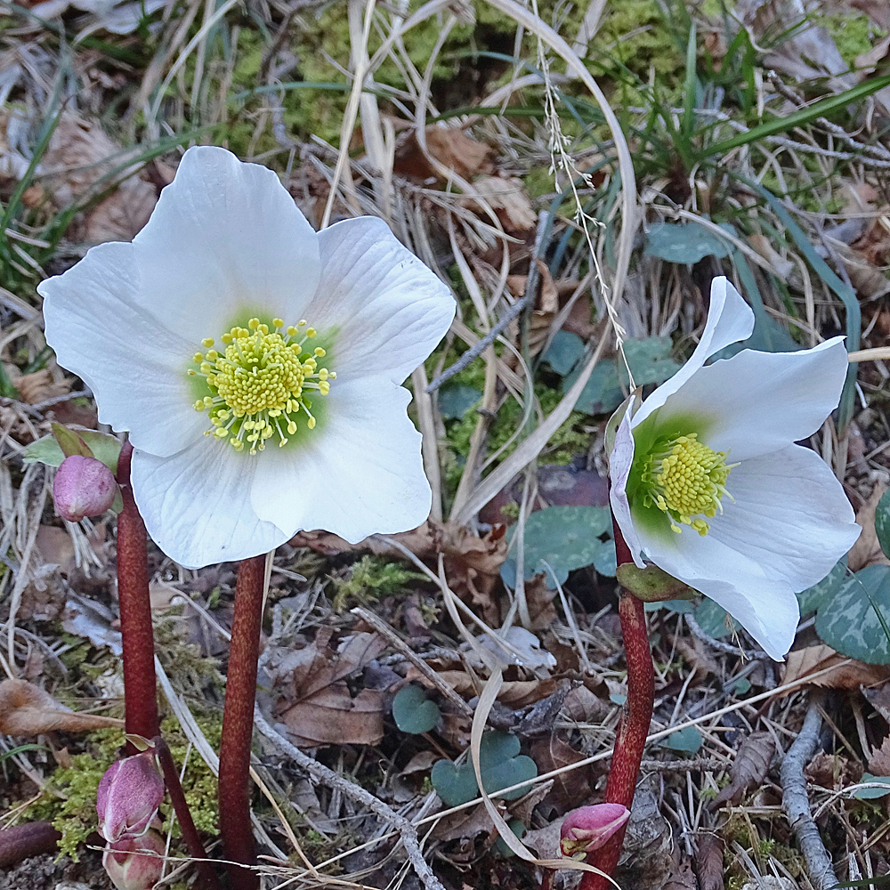 Christrose / Helleborus niger
