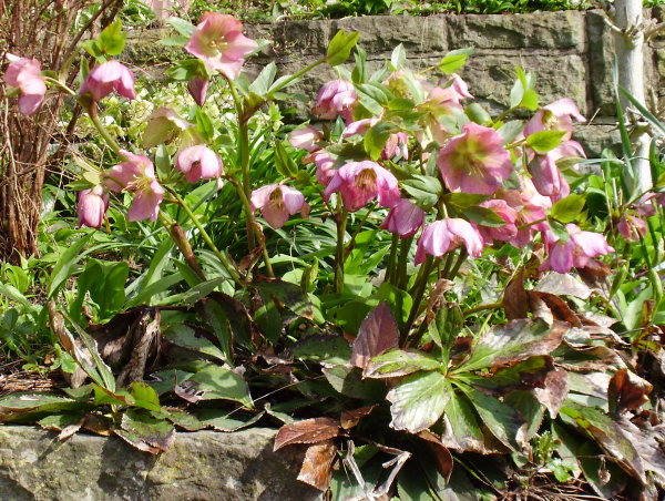 Östliche Nieswurz / Helleborus orientalis