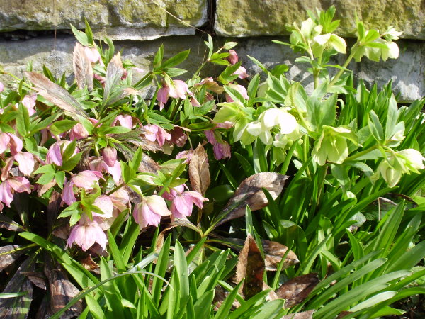 Östliche Nieswurz / Helleborus orientalis