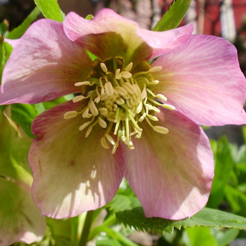 Östliche Nieswurz / Helleborus orientalis