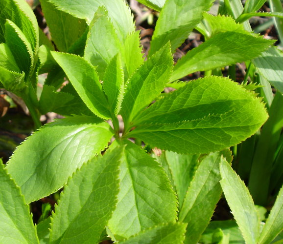 Östliche Nieswurz / Helleborus orientalis