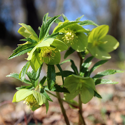 Grüne Nieswurz / Helleborus viridis