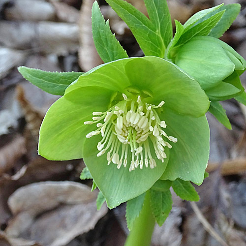 Grüne Nieswurz / Helleborus viridis