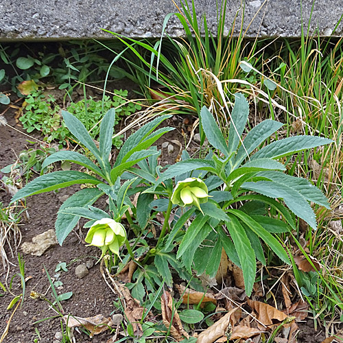 Grüne Nieswurz / Helleborus viridis