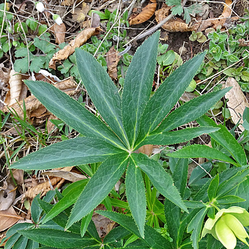 Grüne Nieswurz / Helleborus viridis