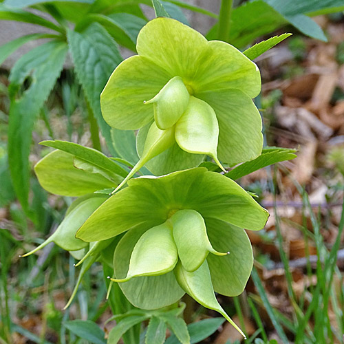 Grüne Nieswurz / Helleborus viridis