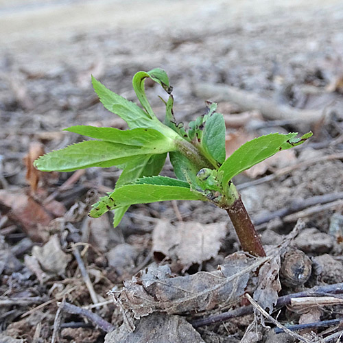 Grüne Nieswurz / Helleborus viridis