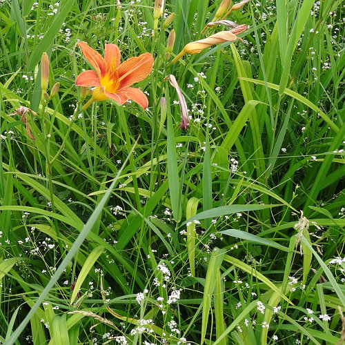 Gelbrote Taglilie / Hemerocallis fulva