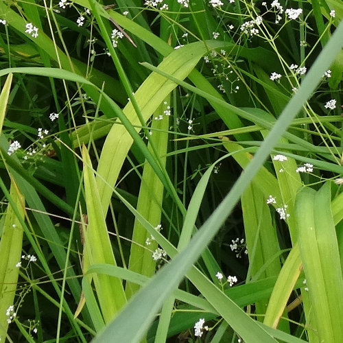 Gelbrote Taglilie / Hemerocallis fulva