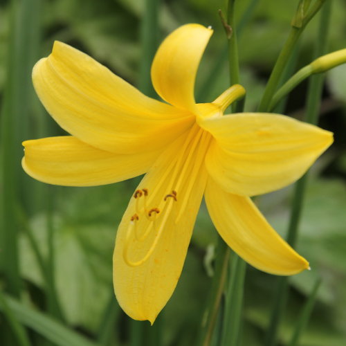 Gelbe Taglilie / Hemerocallis lilio-aspodelus