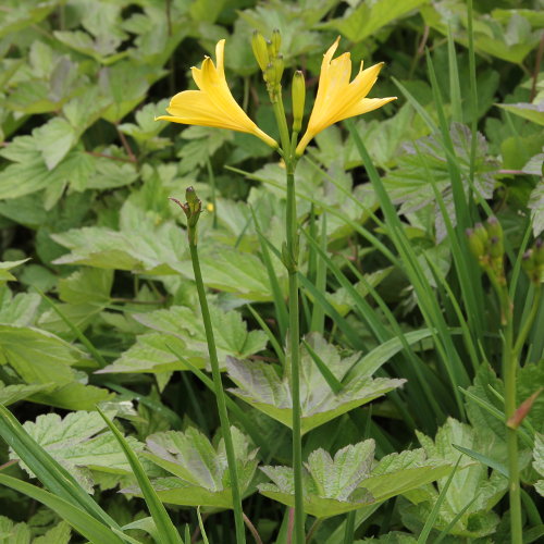 Gelbe Taglilie / Hemerocallis lilio-aspodelus