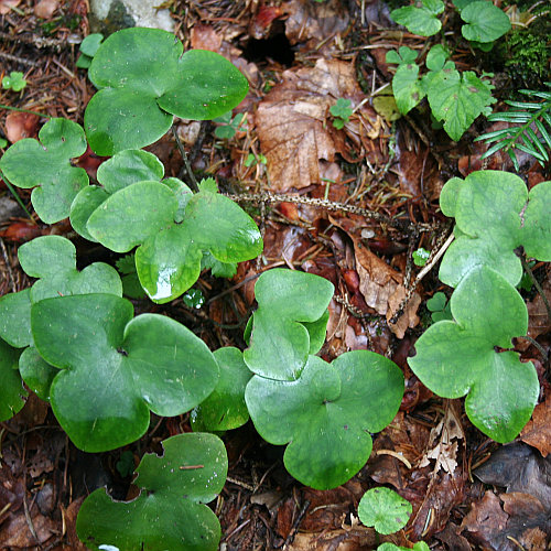 Leberblümchen / Hepatica nobilis