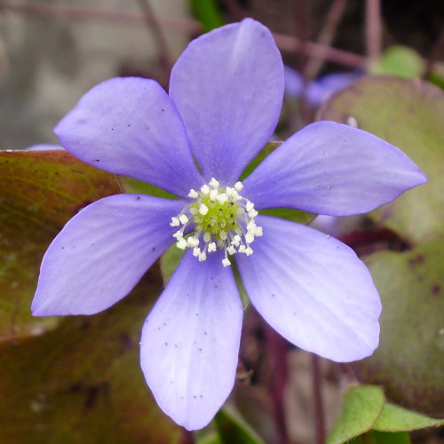 Leberblümchen / Hepatica nobilis