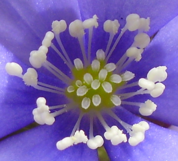 Leberblümchen / Hepatica nobilis