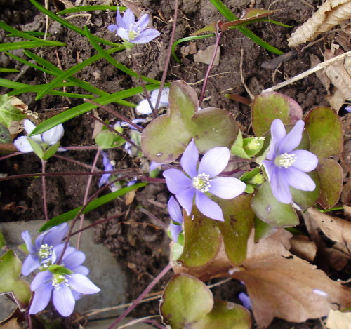 Leberblümchen / Hepatica nobilis