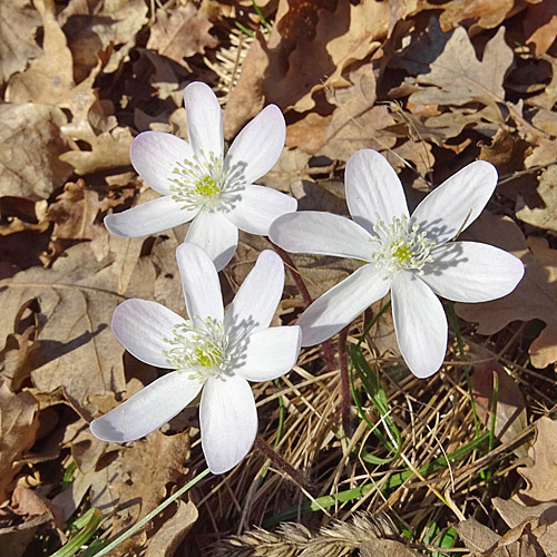 Leberblümchen / Hepatica nobilis