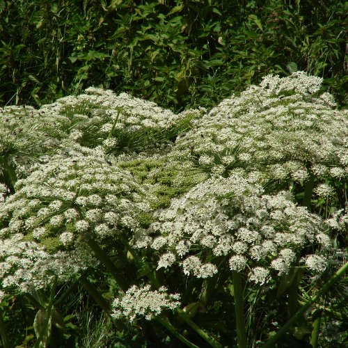 Riesen-Bärenklau / Heracleum mantegazzianum