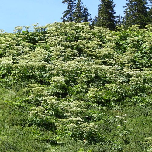 Riesen-Bärenklau / Heracleum mantegazzianum