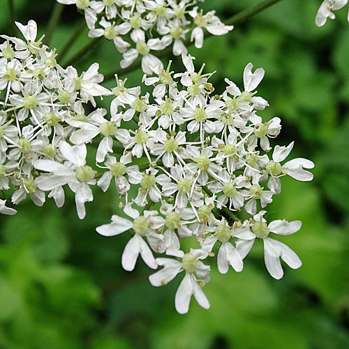 Gewöhnlicher Wiesen-Bärenklau / Heracleum sphondylium