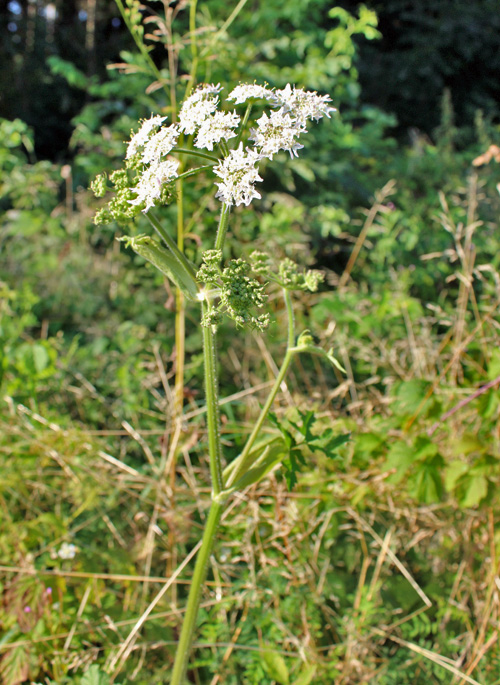 Gewöhnlicher Wiesen-Bärenklau / Heracleum sphondylium