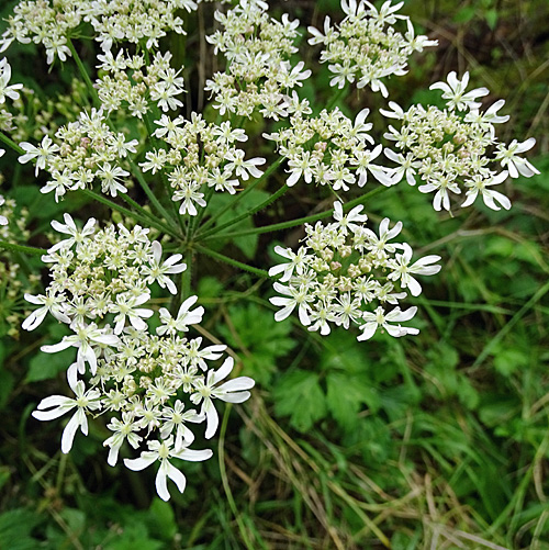 Gewöhnlicher Wiesen-Bärenklau / Heracleum sphondylium