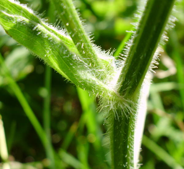 Berg-Wiesen-Bärenklau / Heracleum sphondylium ssp. elegans