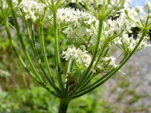 Berg-Wiesen-Bärenklau / Heracleum sphondylium ssp. elegans