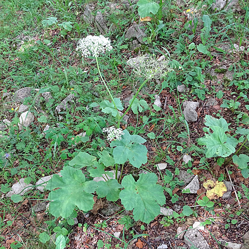 Jura-Wiesen-Bärenklau / Heracleum sphondylium subsp. alpinum