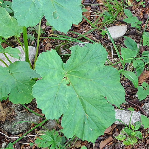 Jura-Wiesen-Bärenklau / Heracleum sphondylium subsp. alpinum