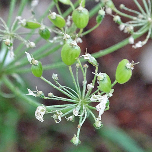 Jura-Wiesen-Bärenklau / Heracleum sphondylium subsp. alpinum