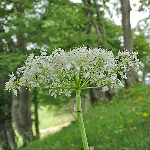 Jura-Wiesen-Bärenklau / Heracleum sphondylium subsp. alpinum
