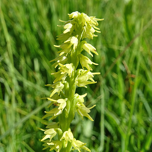 Einorchis / Herminium monorchis