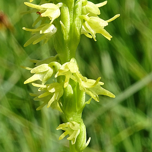 Einorchis / Herminium monorchis