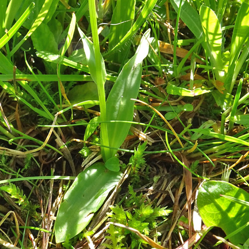 Einorchis / Herminium monorchis