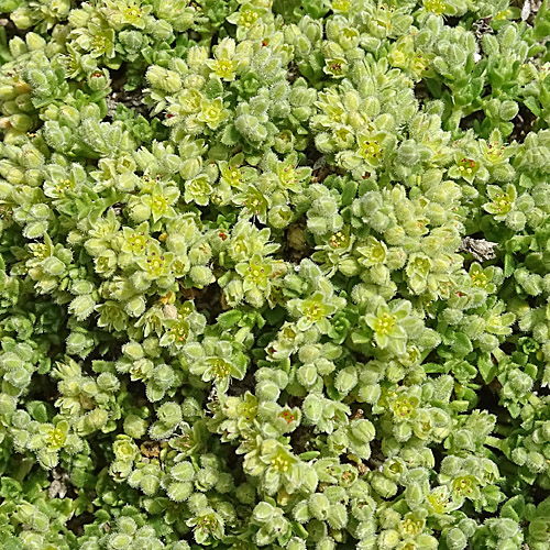 Alpen-Bruchkraut / Herniaria alpina