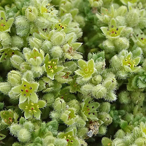 Alpen-Bruchkraut / Herniaria alpina