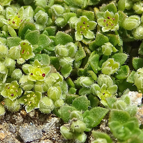 Alpen-Bruchkraut / Herniaria alpina