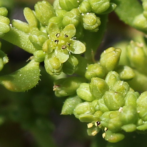 Kahles Bruchkraut / Herniaria glabra