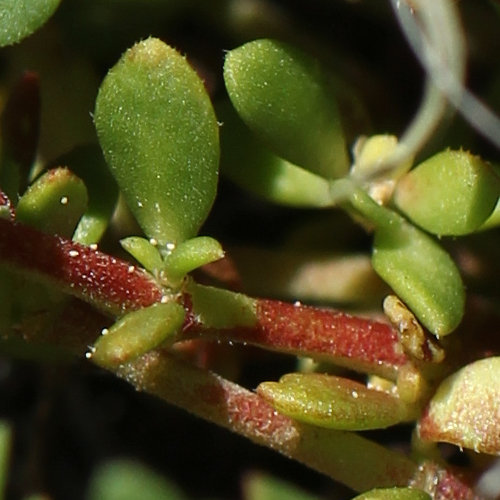 Kahles Bruchkraut / Herniaria glabra