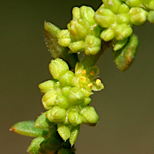 Kahles Bruchkraut / Herniaria glabra