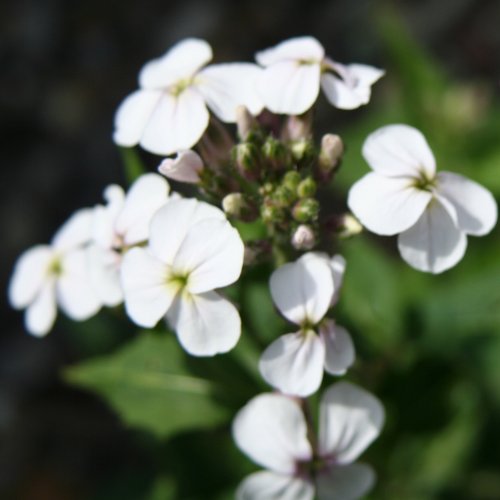 Gewöhnliche Nachtviole / Hesperis matronalis