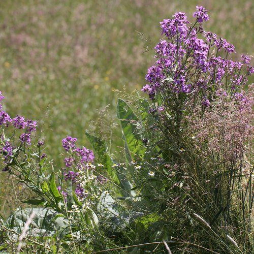 Gewöhnliche Nachtviole / Hesperis matronalis