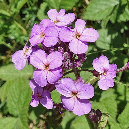 Gewöhnliche Nachtviole / Hesperis matronalis