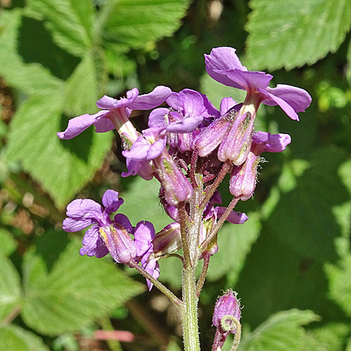 Gewöhnliche Nachtviole / Hesperis matronalis