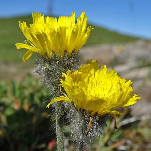 Alpen-Habichtskraut / Hieracium alpinum